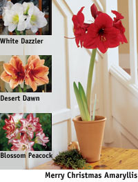 Aztec Amaryllis, available at LandscapeUsa