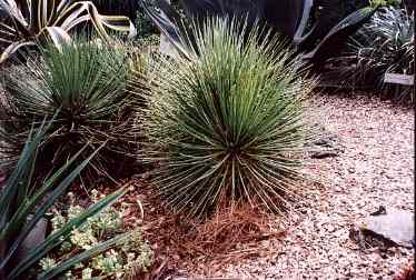 Cactus and grasses thrive in desertlike conditions.