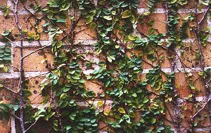 Virginia Creeper and Hops and other vines will grow in a side garden.